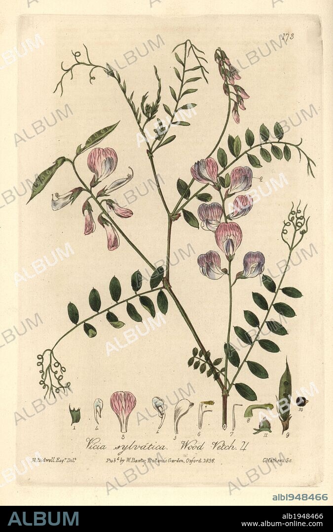 Wood vetch, Vicia sylvatica. Handcoloured copperplate engraving by Charles Mathews from a drawing by H. Bidwell from William Baxter's "British Phaenogamous Botany" 1836. Scotsman William Baxter (1788-1871) was the curator of the Oxford Botanic Garden from 1813 to 1854.