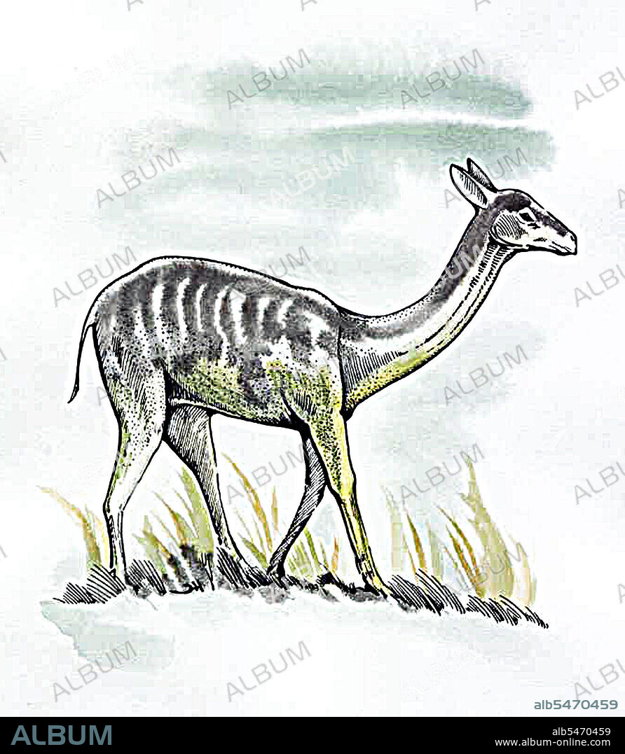 Procamelus had long legs designed for speed, and was about 1.3 metres (4.3 ft) in height, slightly smaller than a modern llama. Unlike modern camelids, it had a pair of small incisor teeth in the upper jaw. The remaining teeth were large and adapted for eating tough vegetation. The shape of the toes suggests that it possessed foot pads, like modern camels, but unlike earlier forms of camelid, which generally had hooves. This would have helped it walk over relatively soft ground.