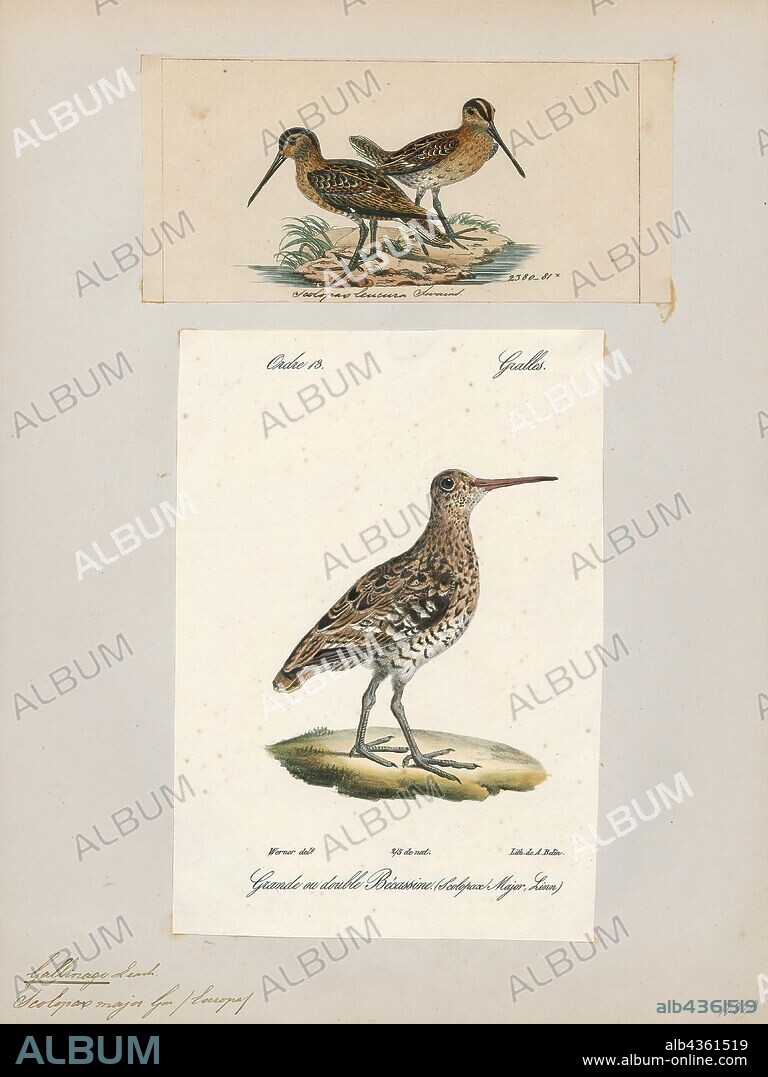 Gallinago major, Print, The great snipe (Gallinago media) is a small stocky wader in the genus Gallinago. This bird's breeding habitat is marshes and wet meadows with short vegetation in north-eastern Europe, including north-western Russia. Great snipes are migratory, wintering in Africa. The European breeding population is in steep decline., 1700-1880.