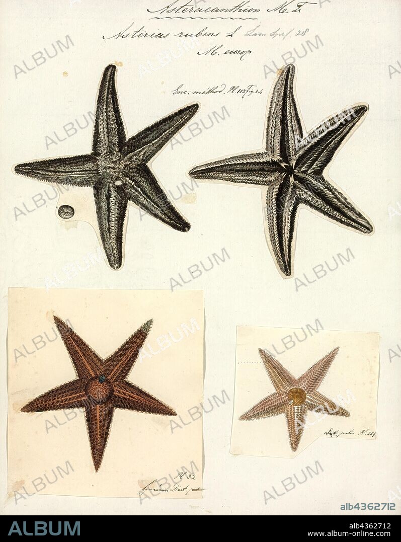 Asterias rubens, Print, The common starfish, common sea star or sugar starfish (Asterias rubens) is the most common and familiar starfish in the north-east Atlantic. Belonging to the family Asteriidae, it has five arms and usually grows to between 10-30 cm across, although larger specimens (up to 52 cm across) are known. The common starfish is usually orange or brown, and sometimes violet; deep-water specimens are pale. The common starfish is to be found on rocky and gravelly substrates where it feeds on molluscs and other benthic invertebrates.