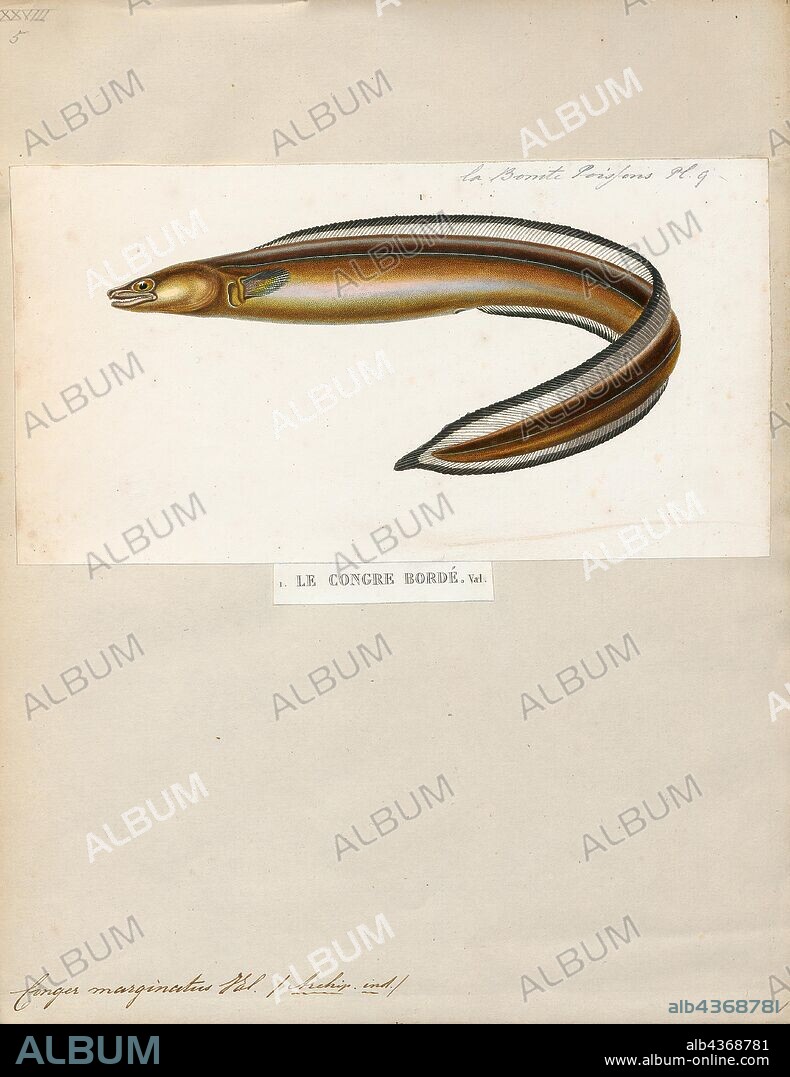 Conger marginatus, Print, Conger is a genus of marine congrid eels. It includes some of the largest types of eels, ranging up to 3 m (10 ft) in length, in the case of the European conger. Large congers have often been observed by divers during the day in parts of the Mediterranean Sea, and both European and American congers are sometimes caught by fishermen along the European and North American coasts., 1841-1852.