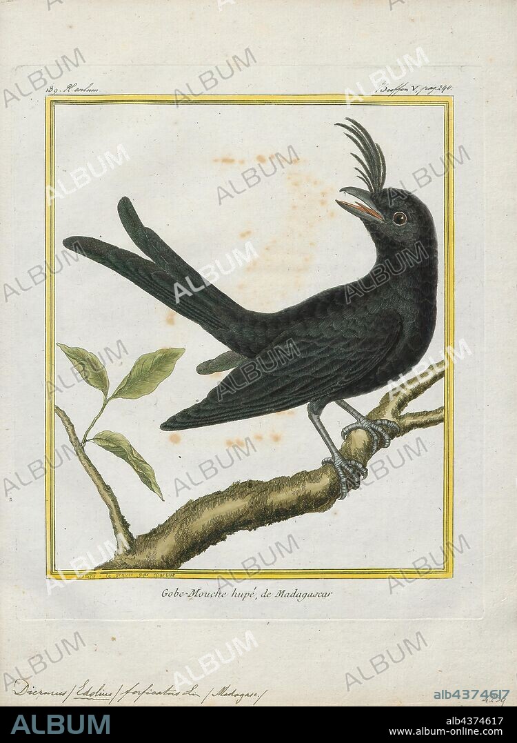 Dicrurus forficatus, Print, The crested drongo (Dicrurus forficatus) is a passerine bird in the family Dicruridae. It is black with a bluish-green sheen, a distinctive crest on the forehead and a forked tail. There are two subspecies; D. f. forficatus is endemic to Madagascar and D. f. potior, which is larger, is found on the Comoro Islands. Its habitat is lowland forests, both dry and humid, and open savannah country. It is a common bird and the IUCN has listed it as "least concern"., 1700-1880.
