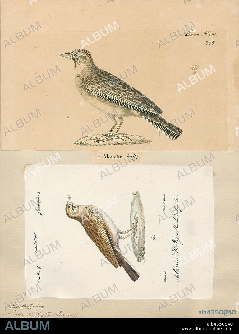 Alauda kollyi, Print, Alauda is a genus of larks found across much of Europe, Asia and in the mountains of north Africa, and one of the species (the Raso lark) endemic to the islet of Raso in the Cape Verde Islands. Further, at least two additional species are known from the fossil record. The current genus name is from Latin alauda, "lark". Pliny the Elder thought the word was originally of Celtic origin., 1700-1880.