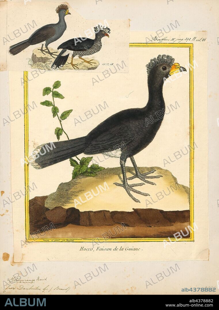 Crax daubentoni, Print, The yellow-knobbed curassow (Crax daubentoni) is a large species of bird found in forest and woodland in Colombia and Venezuela. It feeds mainly on the ground, but flies up into trees if threatened. Its most striking features are its crest, made of feathers that curl forward, and the fleshy yellow knob at the base of its bill. Females lack this fleshy yellow knob, but otherwise resemble the male in the plumage, being overall black with a white crissum (the area around the cloaca). The adult is 84-92.5 cm (33–37 in) and weighs about 2–3 kg (4.4-6.6 lbs). It eats fruits, leaves, seeds, and small animals. Unlike most other gamebirds, curassows nest off the ground, with both sexes helping in the construction. The female lays just 2 eggs - a tiny clutch compared to those of many ground-nesting gamebirds., 1700-1880.