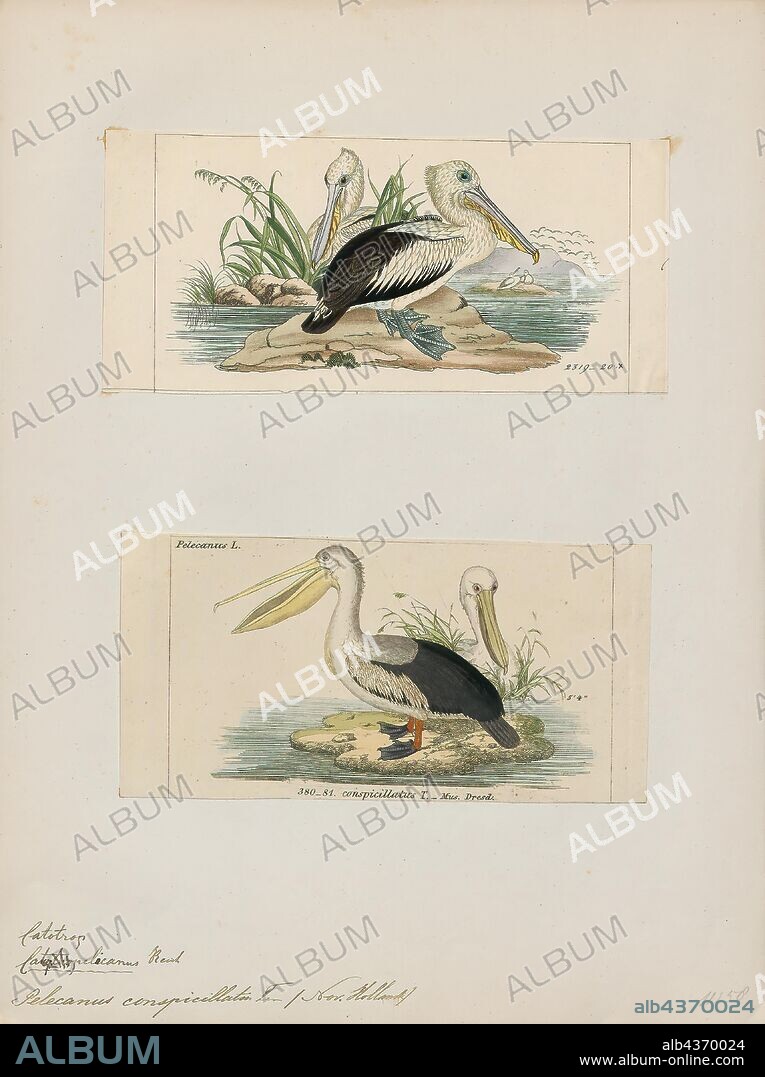 Pelecanus conspicillatus, Print, The Australian pelican (Pelecanus conspicillatus) is a large waterbird in the family Pelecanidae, widespread on the inland and coastal waters of Australia and New Guinea, also in Fiji, parts of Indonesia and as a vagrant in New Zealand. It is a predominantly white bird with black wings and a pink bill. It has been recorded as having the longest bill of any living bird. It mainly eats fish, but will also consume birds and scavenge for scraps if the opportunity arises., 1700-1880.