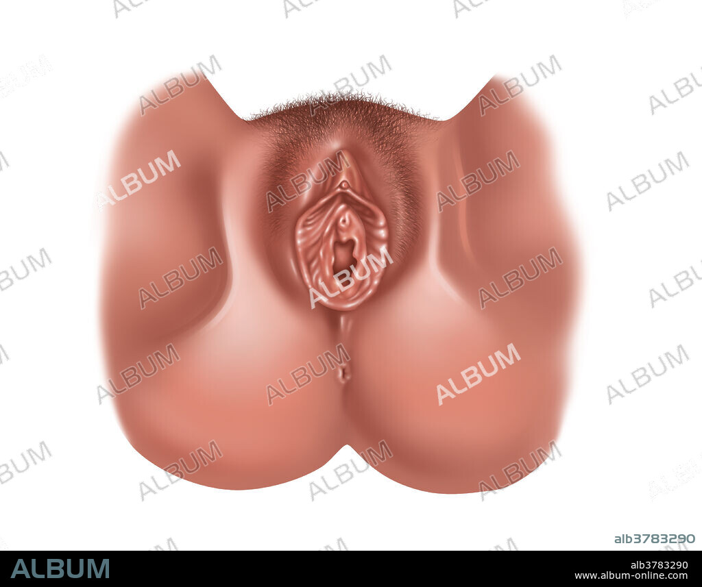 Vulva, Illustration - Album alb3783290