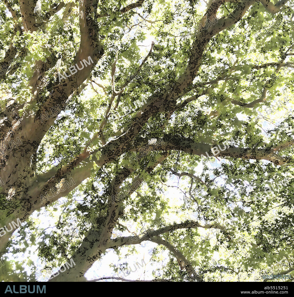 Tree canopy.