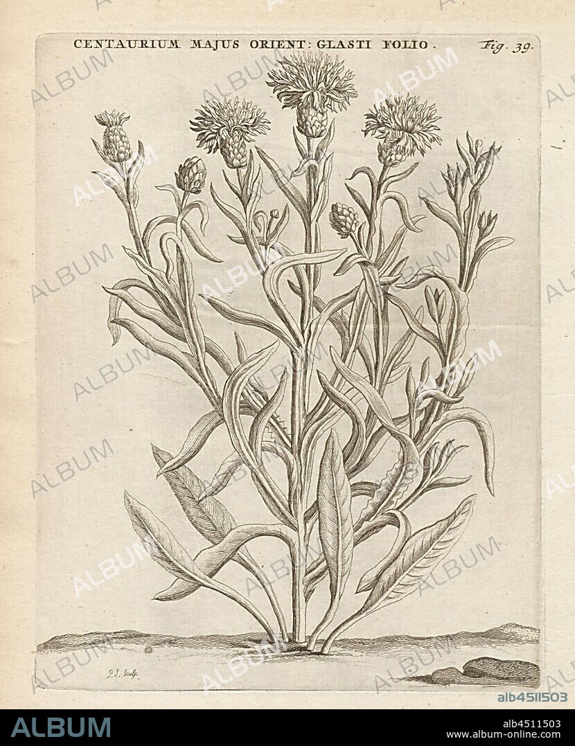 Centaurium greater East- up, glass leaf yellow flower, Centaurea glastifolia L, signed: P.S. (sculp.), Fig. 39, after p. 38, p. 124, Sluyter, P. (sc.), 1706, Caspari Commelin ... Horti Medici ... plantae rariores et exoticae. Lugduni Batavorum: apud Federicum Haringh, 1706.