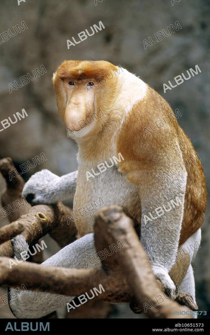 A proboscis monkey (Nasalis lavatus), endemic to Borneo, at the Bronx zoo. The purpose of the monkey's large nose is unclear.