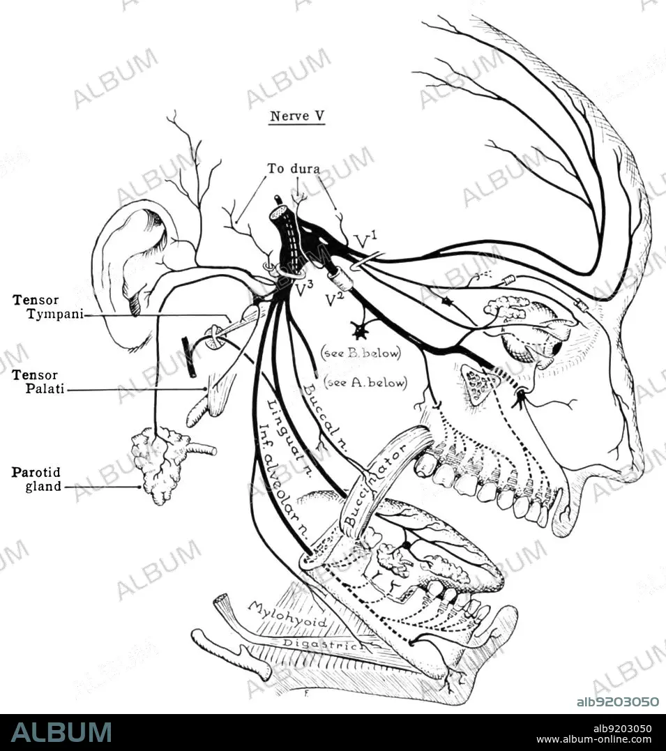 Trigemial nerve illustration. Ophtalmic, Maxillary and mandibular nerve  Stock Illustration