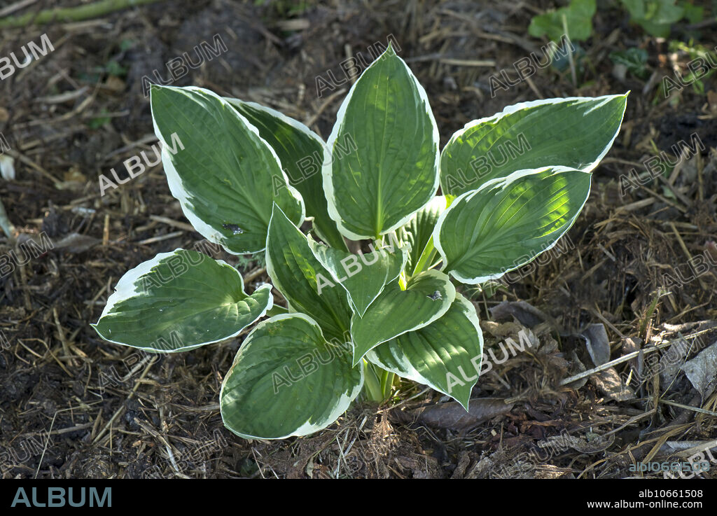 Hosta fortunei 'Francee', young plantain lily plant with strongly veined leaves and a contrasting white marginal border, May.