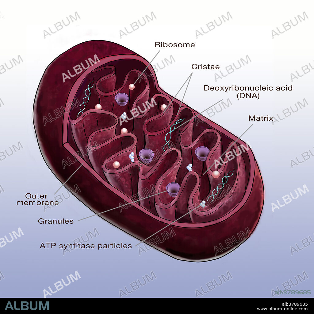 Illustration of a mitochondrion. In cell biology, a mitochondrion (plural mitochondria) is a membrane-enclosed organelle. Mitochondria are sometimes described as cellular power plants because they generate most of the cell's supply of adenosine triphosphate (ATP). As well as supplying cellular energy, mitochondria are involved in a range of other processes, such as signalling, cellular differentiation, cell death, as well as the control of the cell cycle and cell growth.