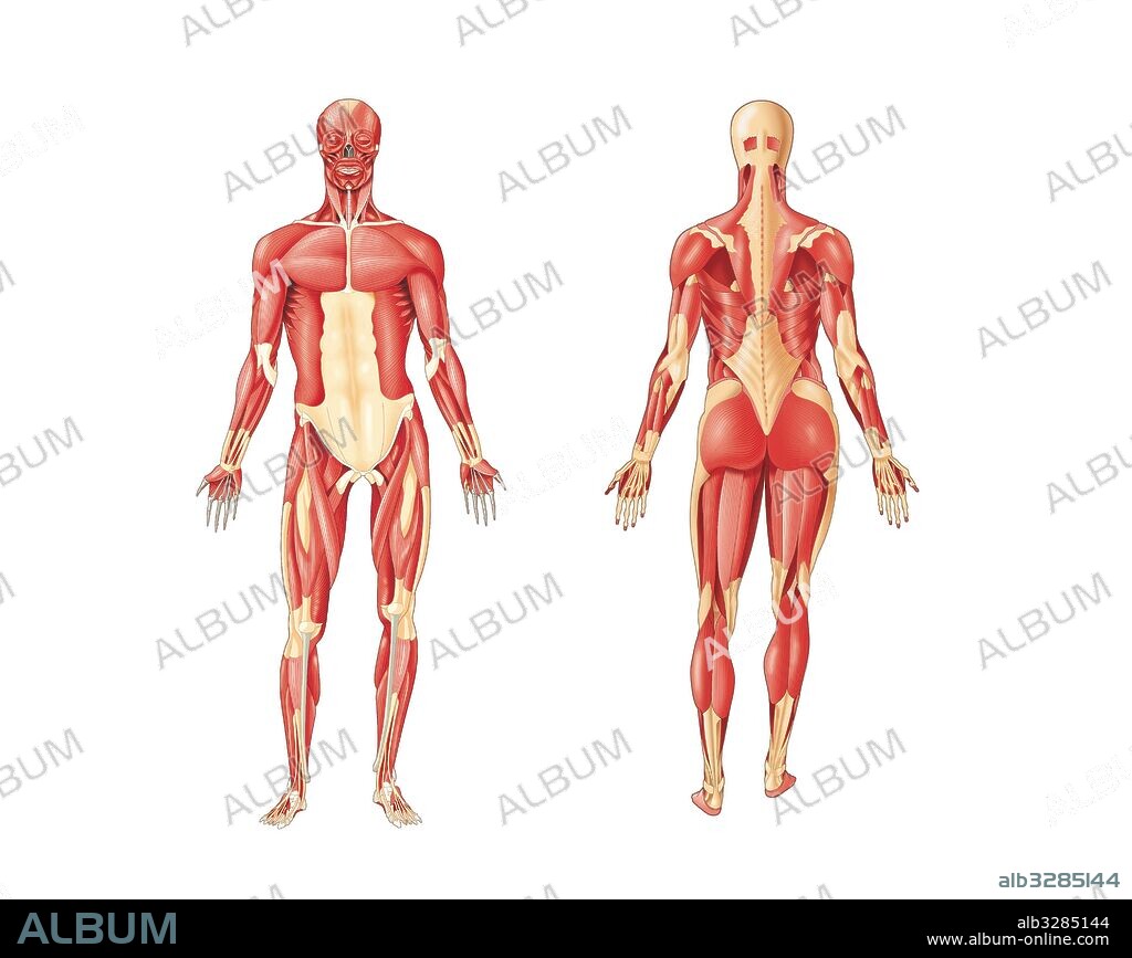 Músculos más importantes del cuerpo humano-Vista anterior y posterior.