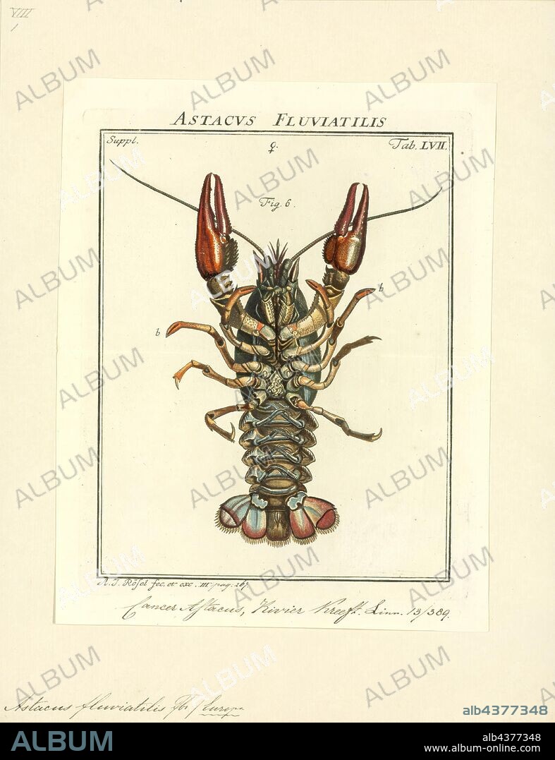 Astacus fluviatilis, Print, Astacus astacus, the European crayfish, noble crayfish, or broad-fingered crayfish, is the most common species of crayfish in Europe, and a traditional food source. Like other true crayfish, A. astacus is restricted to fresh water, living only in unpolluted streams, rivers, and lakes. It is found from France throughout Central Europe, to the Balkan Peninsula, and north as far as parts of the British Isles, Scandinavia, and Eastern Europe. Males may grow up to 16 cm long, and females up to 12 cm.