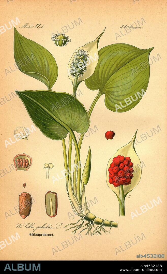 Schlangenkraut?, Calla palustris L. - Snakeweed, snake root, dragon root, swamp calla or pig's ear, family: 21. Araceae - Arum family, pl. 42, after p. 88 (vol. 1), 1886, Otto Wilhelm Thomé: Prof. Dr. Thomé's Flora von Deutschland, Österreich und der Schweiz in Wort und Bild. Gera-Untermhaus: Verlag von Fr. Eugen Köhler, [1886].