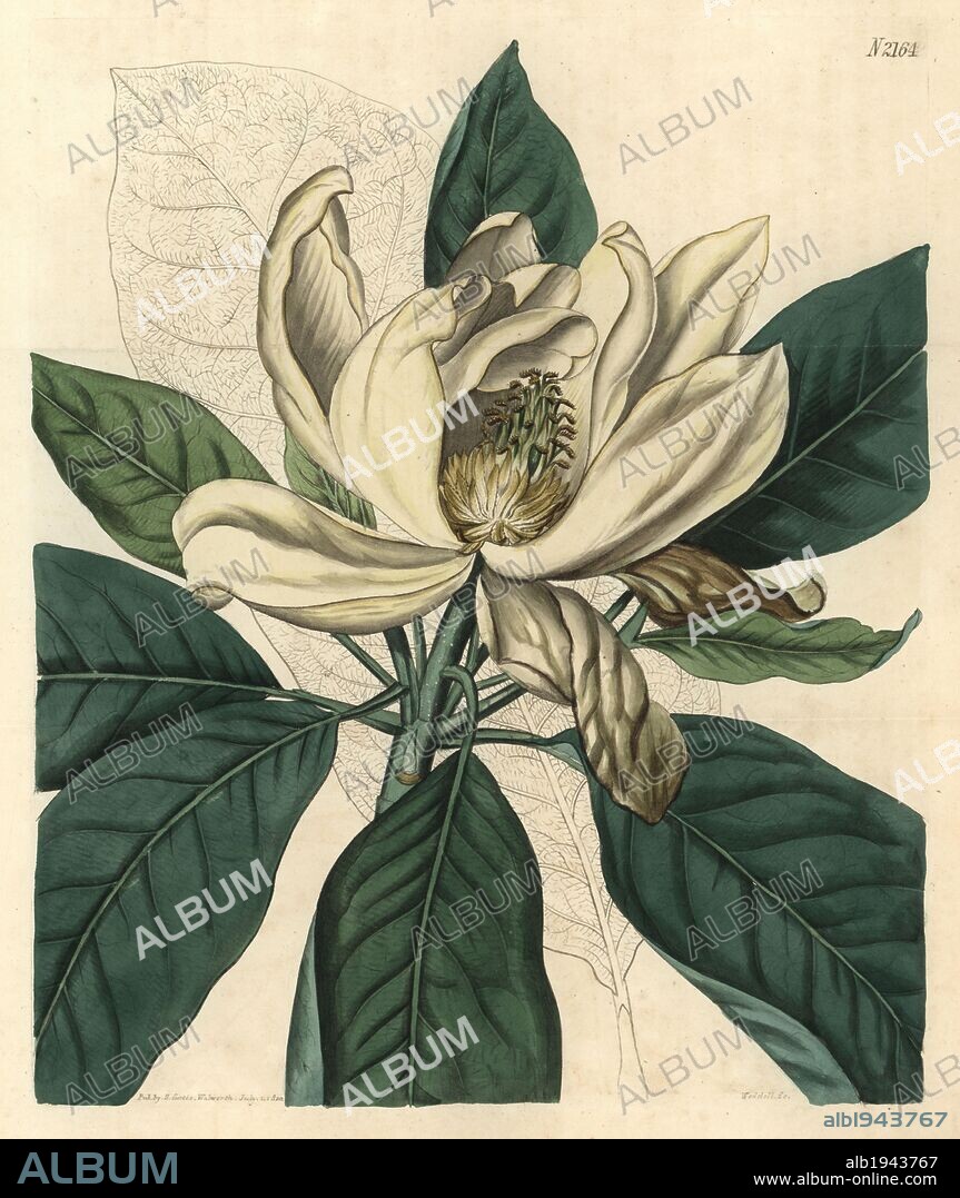 Thomson's new swamp magnolia, Magnolia glauca major. Handcoloured copperplate engraving drawn by John Curtis and engraved by Weddell from "Curtis's Botanical Magazine"1820, Samuel Curtis, Walworth, London.
