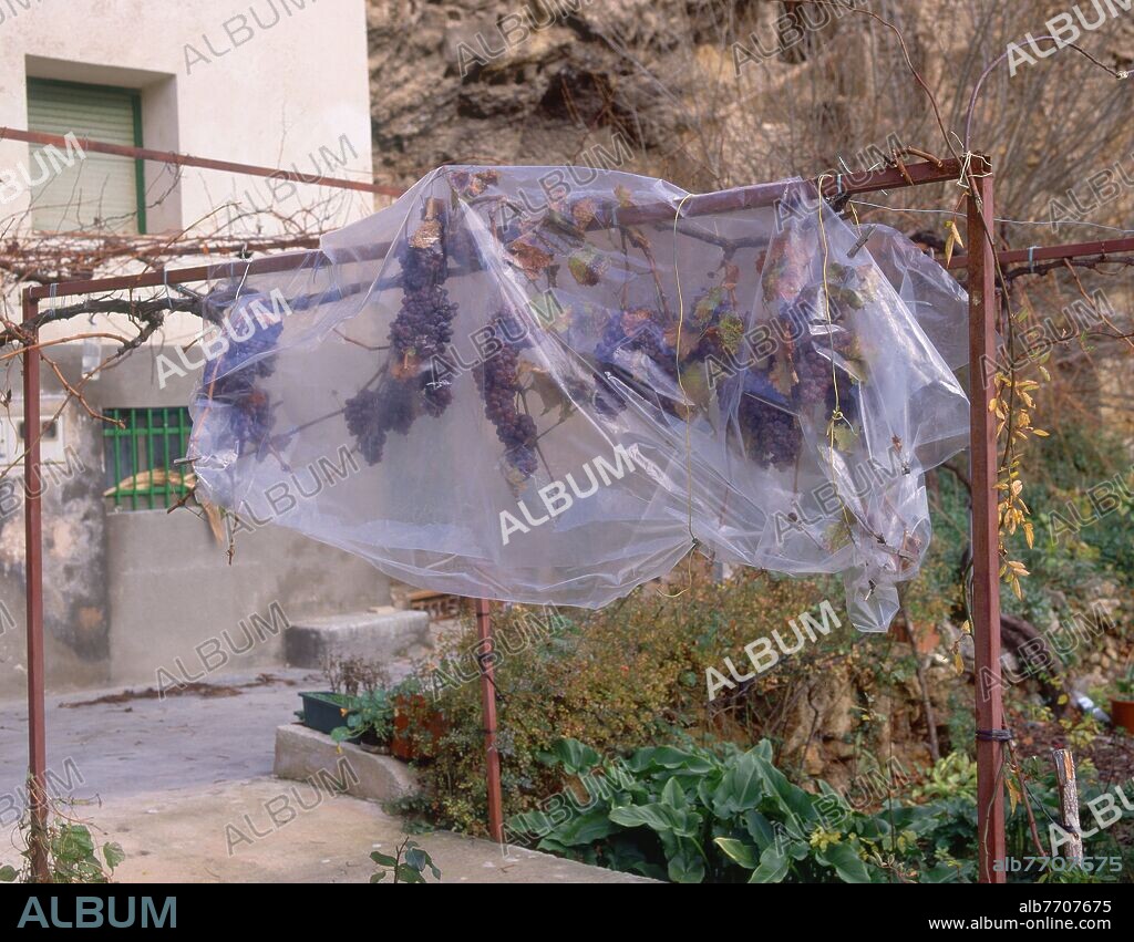 PARRA DE UVA NEGRA PROTEGIDA CON PLASTICO POR LAS HELADAS.