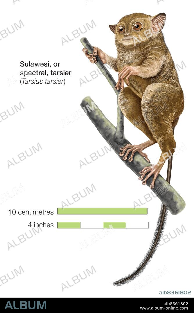 South Sulawesi tarsier (Tarsius tarsier).