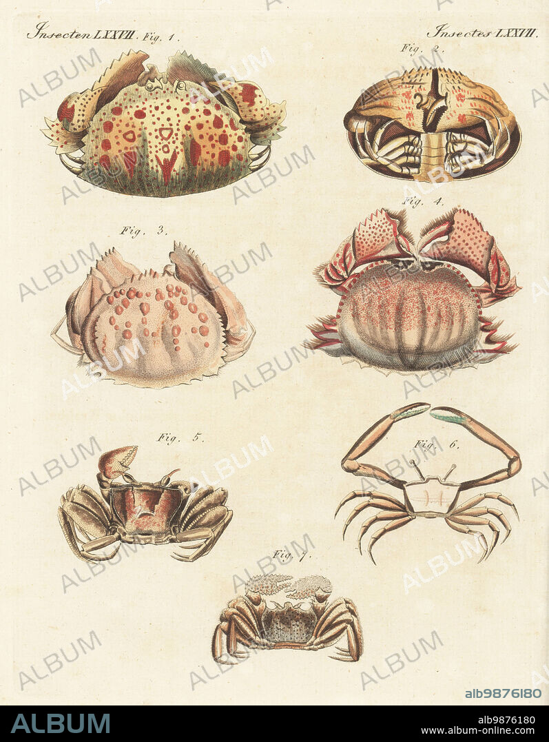 Smooth box crab, Calappa calappa 1,2, shame-faced crab or box crab, Calappa granulata 3, Calappa lophos 4, tufted ghost crab, Ocypode cursor 5, angular crab, Goneplax rhomboides 6, and Cancer albicans 7. Handcoloured copperplate engraving from Carl Bertuch's Bilderbuch fur Kinder (Picture Book for Children), Weimar, 1815. A 12-volume encyclopedia for children illustrated with almost 1,200 engraved plates on natural history, science, costume, mythology, etc., published from 1790-1830.