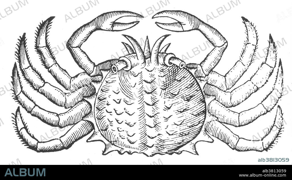 Woodcut of a "sea crab" from Des Monstres et prodiges by Ambroise ParÃ©, 1573. Des Monstres is filled with unsubstantiated accounts of sea devils, marine sows, and monstrous animals with human faces. With its extensive discussion of reproduction and illustrations of birth defects, the book invited accusations of pornography. Crabs are decapod crustaceans of the infraorder Brachyura, which typically have a very short projecting tail (abdomen), usually entirely hidden under the thorax. They live in all the world's oceans, in fresh water, and on land, are generally covered with a thick exoskeleton and have a single pair of claws. Many other animals with similar names, such as hermit crabs, king crabs, porcelain crabs, horseshoe crabs and crab lice, but are not true crabs.