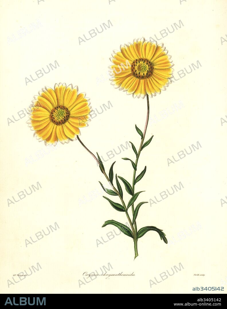 Smooth layia, Layia chrysanthemoides (Chrysanthemum-like oxyura, Oxyura chrysanthemoides). Handcoloured copperplate engraving by S. Nevitt after a botanical illustration by Mrs Augusta Withers from Benjamin Maund and the Rev. John Stevens Henslow's The Botanist, London, 1836.