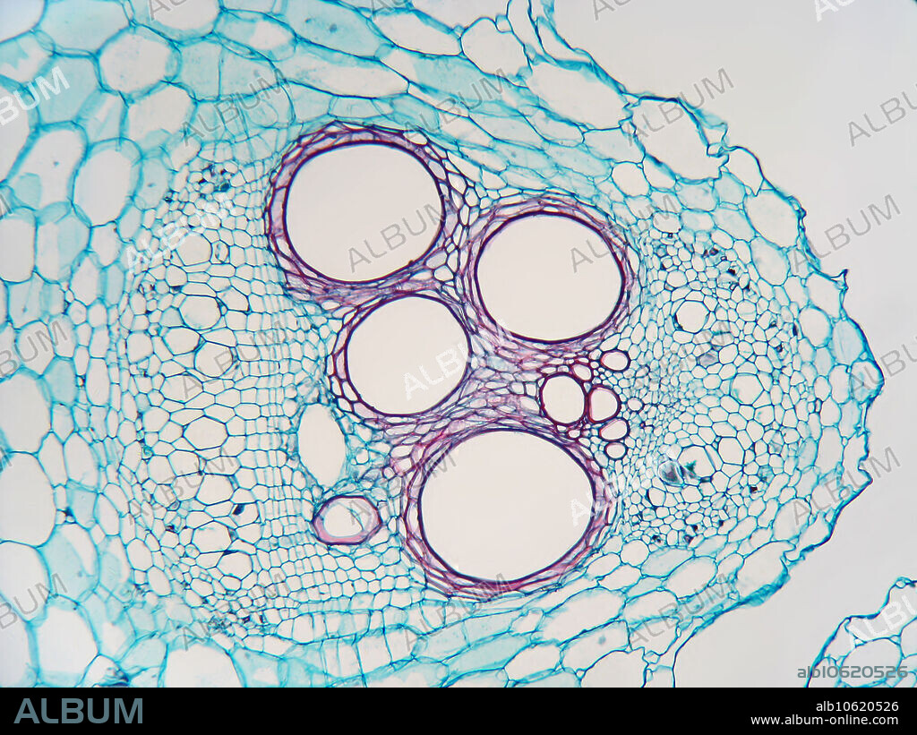 Light micrograph of a portion of the stem of a pumpkin (Cucurbita sp.), cross-section. Magnification: 60X when printed @10cm.