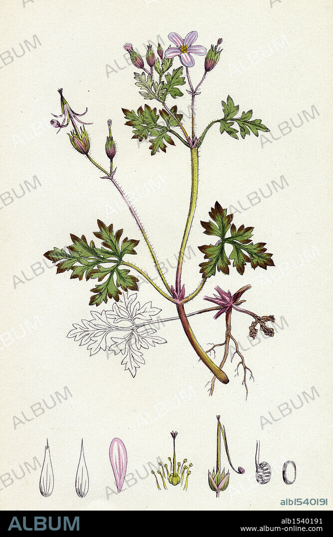 Geranium Robertianum; Herb Robert.