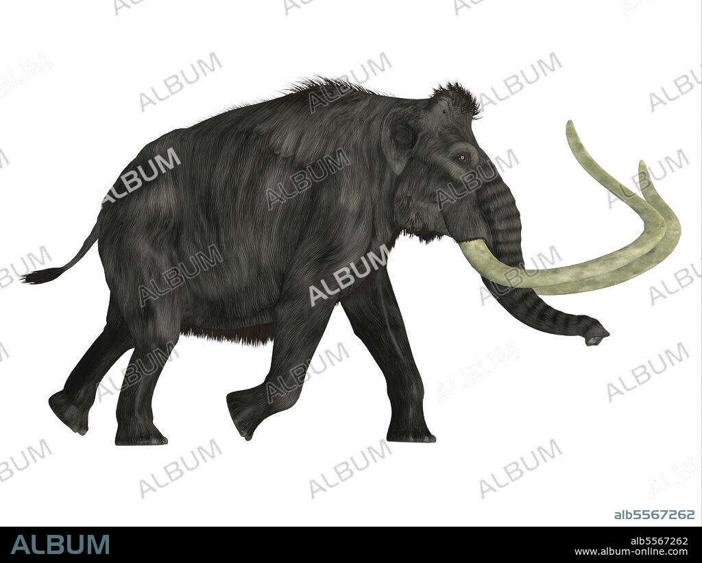 Woolly mammoth walking, side view on white background. The woolly mammoth was a herbivorous elephant that lived in Asia, Siberia and North America during the Pliocene and Pleistocene Periods.