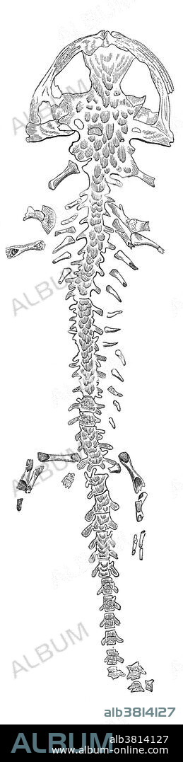 Skeleton of an extinct giant salamander (Andrias scheuchzeri), found in a block of Tertiary Period limestone near Oeningen, Switzerland, in 1725.  It was initially thought to be the skeleton of a man that had drowned during the biblical Flood.  Illustration from Louis Figuier's The World Before the Deluge, 1867 American edition.