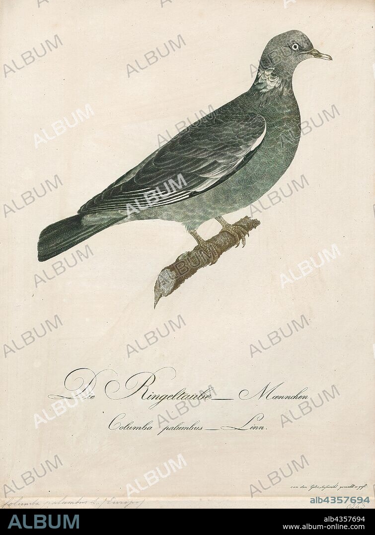 Columba palumbus, Print, The common wood pigeon (Columba palumbus) is a large species in the dove and pigeon family. It belongs to the genus Columba and, like all pigeons and doves, belongs to the family Columbidae. It is locally known in southeast England as the "culver"; This name has given rise to several areas known for keeping pigeons to be named after it, such as Culver Down., 1800-1812.
