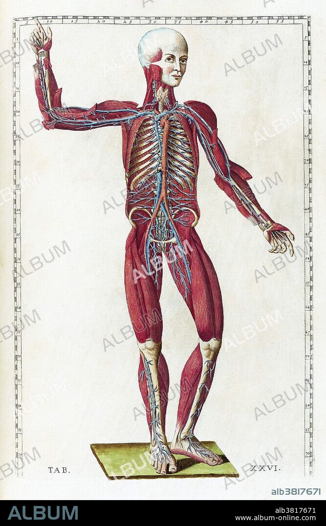 Table 26. Anatomical illustration from "Tabulae anatomicae" by Bartolomeo Eustachi, with copper plate engravings by Giulio de' Musi, published in 1783. Bartolomeo Eustachi (1500 or 1514 - August 27, 1574), also known by his Latin name of Eustachius, was one of the founders of the science of human anatomy. It is uncertain where he received his earliest training, but it is thought that he studied medicine in both Rome and Padua. He served as the physician to the Duke of Urbino and eventually became physician to Cardinal Giulio Della Rovere in Rome, where Eustachi lectured on anatomy at the Studio della Sapienza. He died in 1574 en route to Fossombrone to tend to the Cardinal. Throughout his career, Eustachi was a staunch supporter of Galenic anatomy, performing his own in-depth investigations to oppose such reformers as Vesalius. His greatest work, which he was unable to publish, is his Anatomical Engravings. These were completed in 1552, nine years after Vesalius was published. The engravings show that Eustachius had dissected with the greatest care and diligence, and taken the utmost pains to give just views of the shape, size, and relative position of the organs of the human body. The fact that his book became a bestseller more than a century after his death shows the extent of the religious restrictions on anatomists all through the Renaissance.