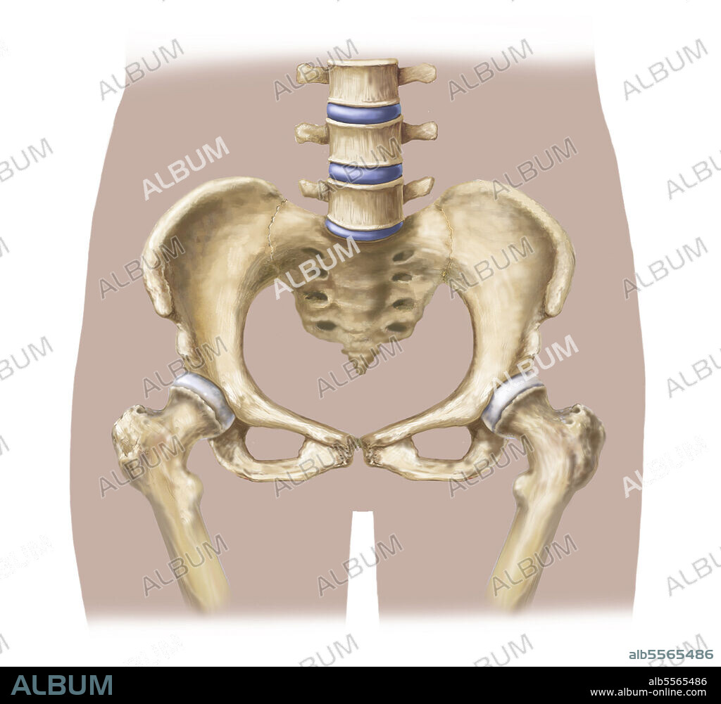Pelvic Bone