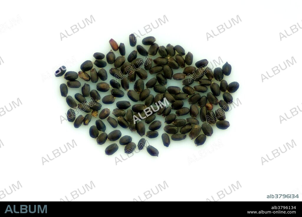 Sweet Basil Seeds Album alb3796134