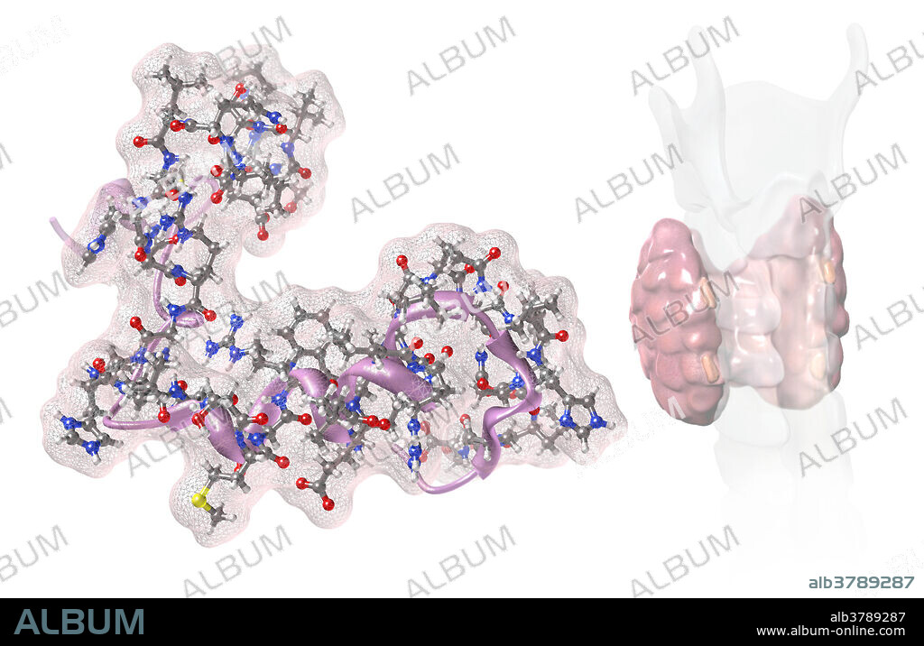 A molecular model of parathyroid hormone (PTH), a hormone secreted by chief cells in the parathyroid glands, responsible for increasing calcium concentrations in the blood. An orientation view is located on the right, with the four parathyroid glands situated on the posterior surface of the thyroid. Once activated, PTH regulates osteoclast activity to increase bone resorption of calcium, as well as the reabsorption of calcium from the kidneys and small intestine. The pink helical ribbon model of the protein is surrounded by atoms coloured dark grey (carbon), light grey (hydrogen), blue (nitrogen), red (oxygen) and yellow (sulphur).