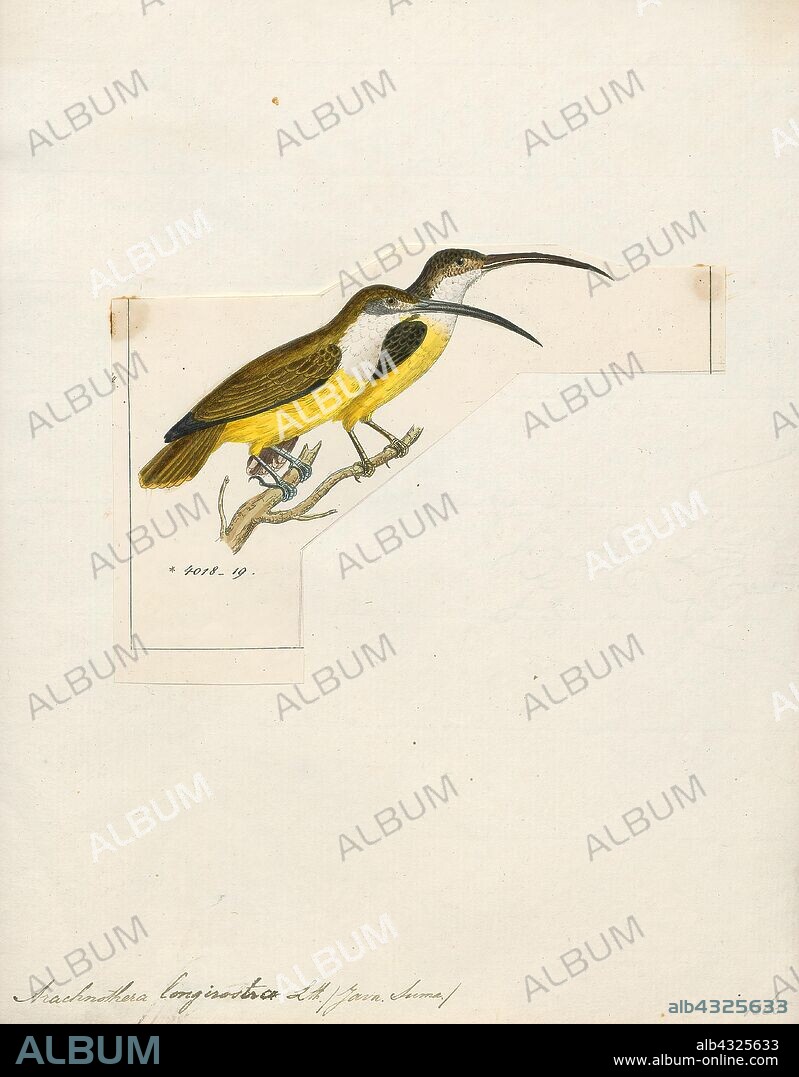 Arachnothera longirostra, Print, The little spiderhunter (Arachnothera longirostra) is a species of long-billed nectar-feeding bird in the family Nectariniidae found in the moist forests of South and Southeast Asia. Unlike typical sunbirds, males and females are very similar in plumage. They are usually seen in ones or twos and frequently make a tzeck call and are most often found near flowering plants, where they obtain nectar., 1820-1860.