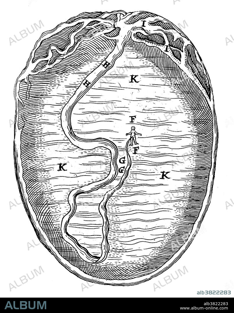 Engraving of a uterus and embryo. From "Speculum matricis hybernicum, or, The Irish midwives handmaid catechistically composed" by James Wolveridge, M.D. Published: 1671. The alphbetical key shows the placenta (I), the umbilical cord (H), and a 12-day-old embyro (F).