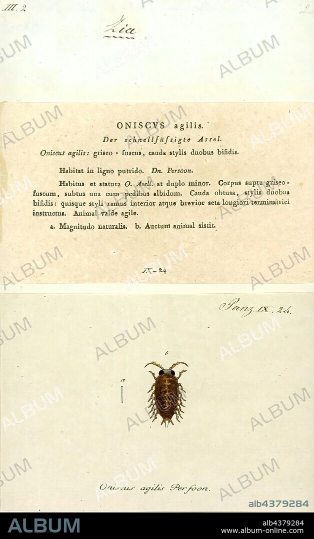 Oniscus agilis, Print, Ligidium hypnorum is a species of woodlouse found across Europe and western Asia. It is a fast-moving, active species which rarely grows longer than 9 millimetres (0.35 in). It is dark and shiny, and is similar in appearance to the common species Philoscia muscorum, and also the rarer Oritoniscus flavus. In Great Britain, it was first discovered at Copthorne Common, Surrey in 1873, and the majority of later records are also from South East England. It is considered a good indicator species for ancient woodland.