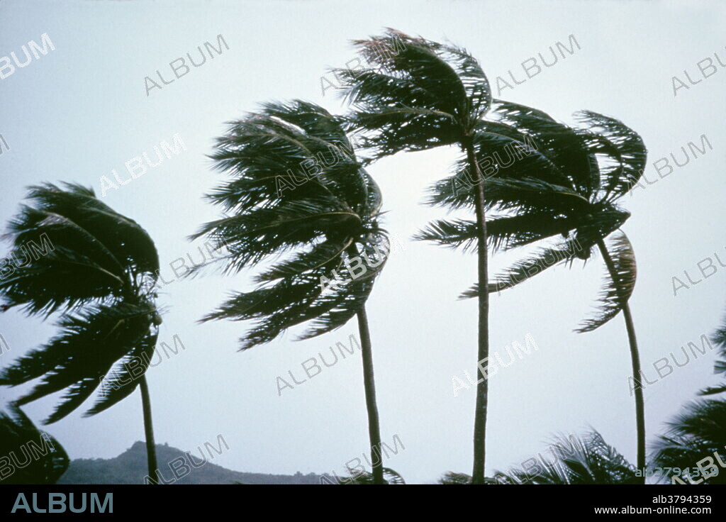 Typhoon. Palm trees being blown in a typhoon. Typhoons (also known as hurricanes or tropical cyclones) are huge cyclonic storm systems of high winds blowing around a central eye. Most typhoons form in the doldrums, areas of relatively calm ocean around the equator. As moist air is forced upwards, a low pressure region forms that becomes the eye of the storm. Typhoon is the local name for hurricanes in the West Pacific and China Sea. Photographed on the island of Moorea in French Polynesia.