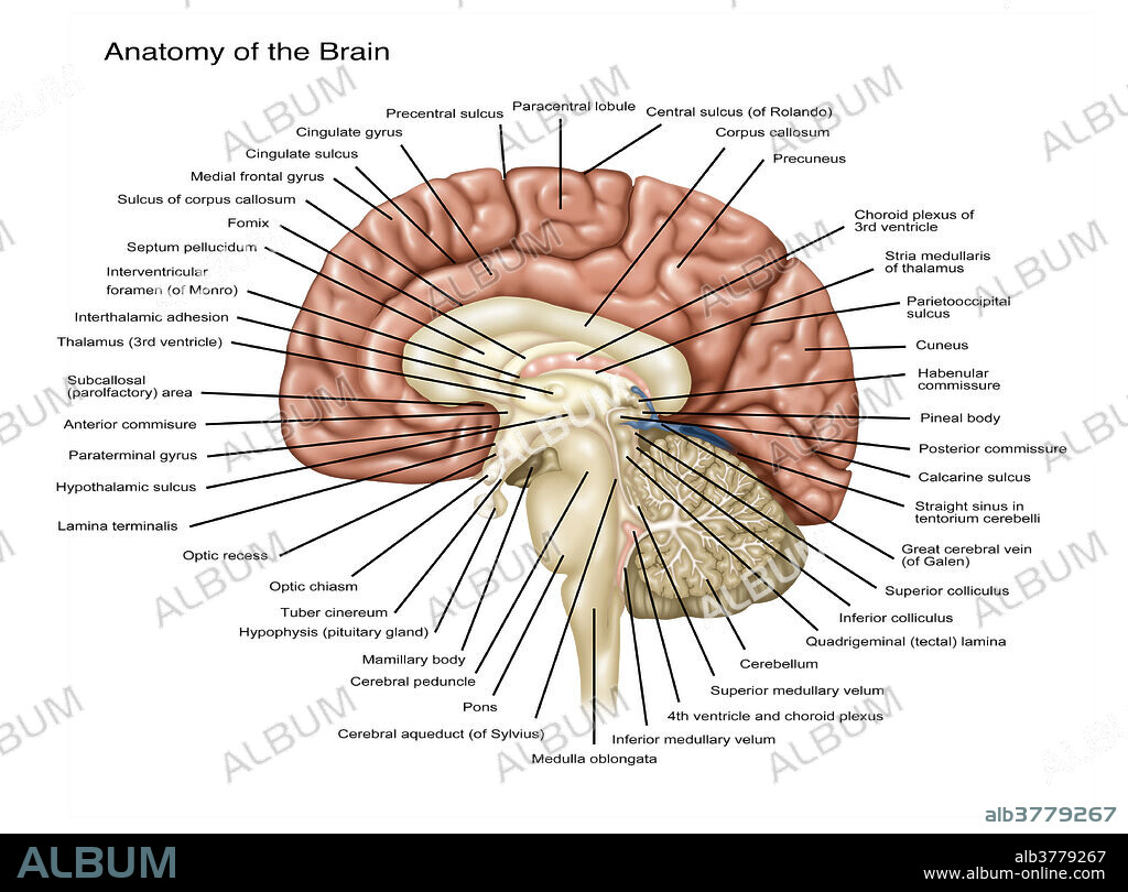 anatomical brain illustration