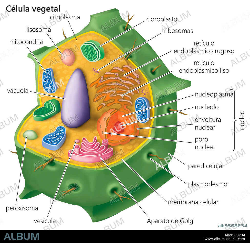 Prokaryotic Cell Structure: A Visual Guide | Eukaryotic cell, Prokaryotic  cell, Prokaryotes