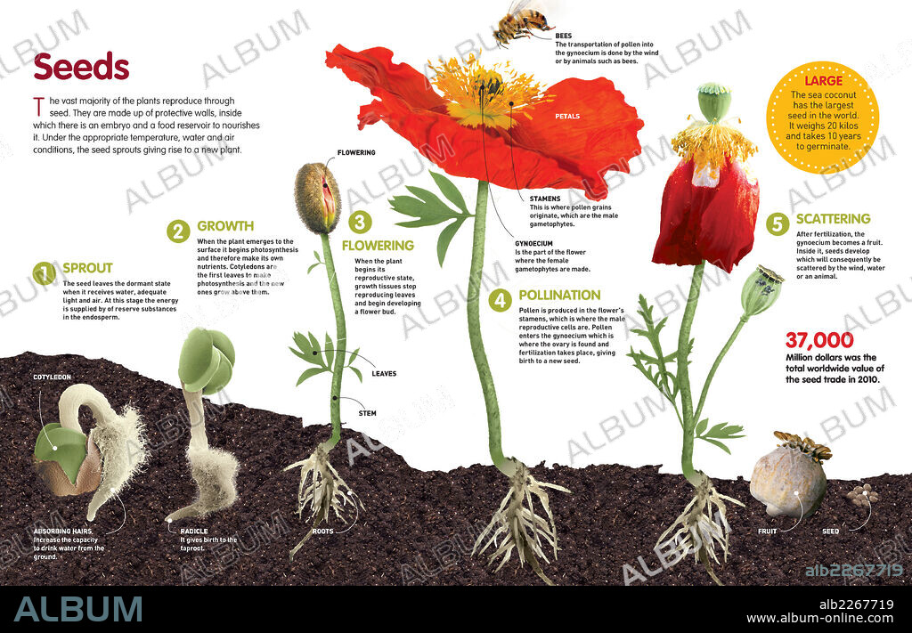 seeds. Infographic about the process of transformation from a seed to a plant.