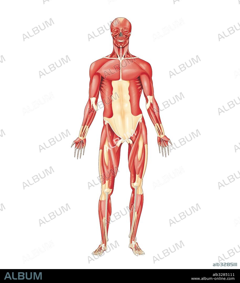 Most important human-body muscles -Anterior view.