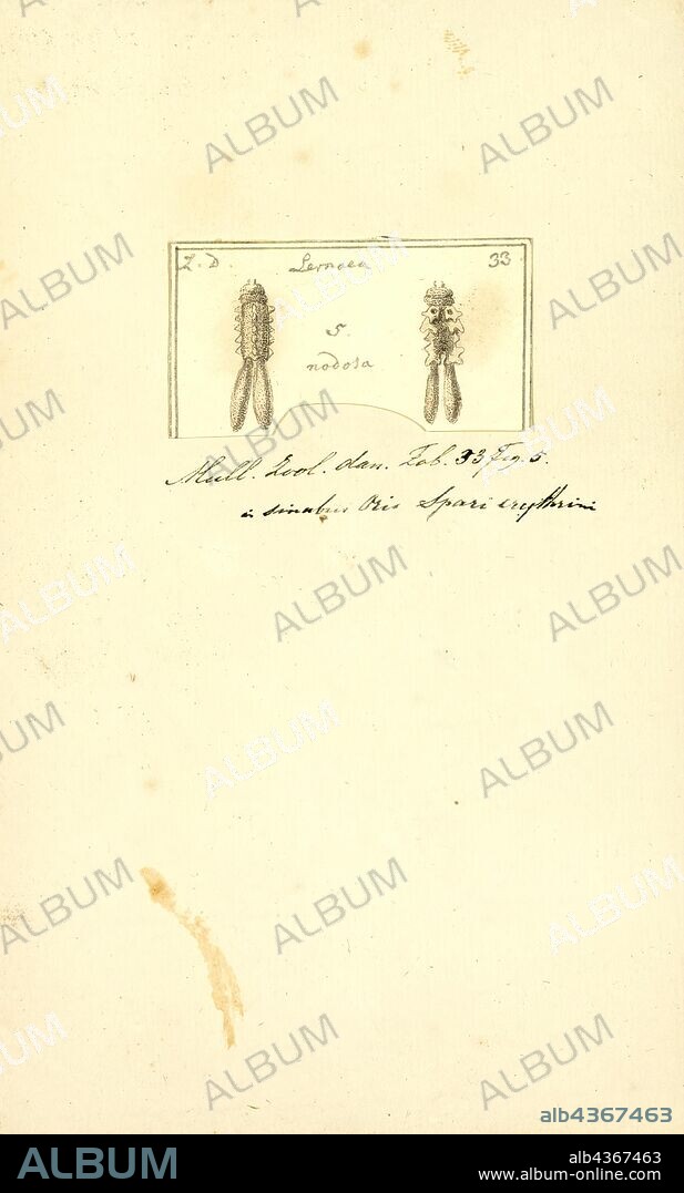 Lernaea nodosa, Print, Lernaea (also incorrectly spelled Lernea) is a genus of copepod crustaceans commonly called anchor worms, parasitic on freshwater fishes. They mate during the last free-swimming (copepodid) stage of development. After mating, the female burrows into the flesh of a fish and transforms into an unsegmented, wormlike form, usually with a portion hanging from the fish's body.