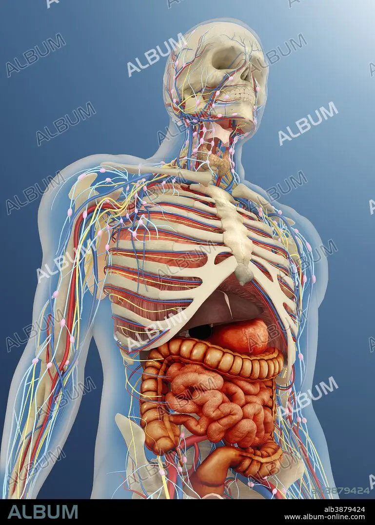 Human body with internal organs, nervous system, lymphatic system and  circulatory system. - Album alb3879424