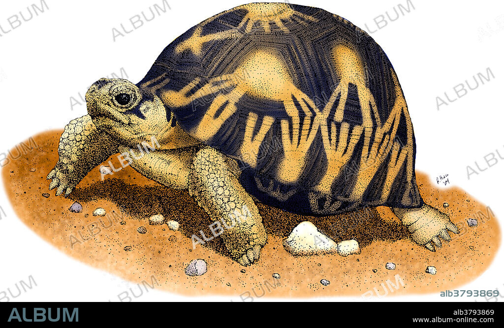 Colorized pen and ink illustration of a Radiated Tortoise (Geochelone radiata).
