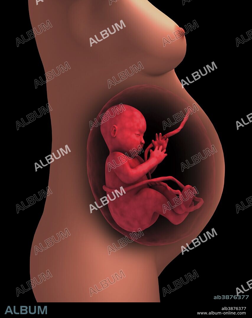 735 Pregnancy Album Images, Stock Photos, 3D objects, & Vectors