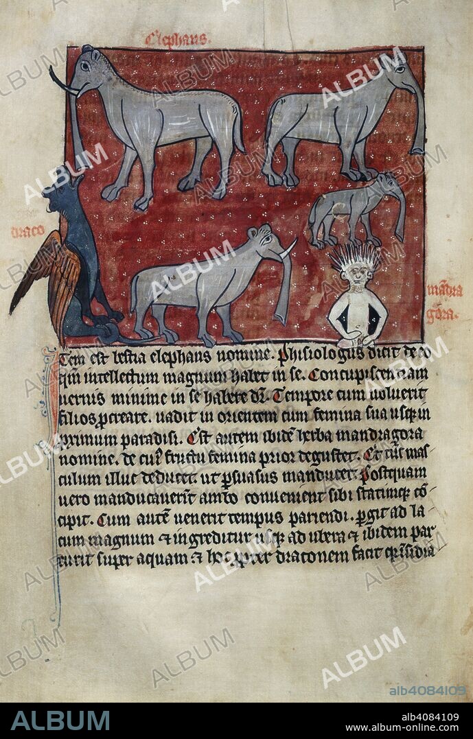 Four elephants shown with their traditional enemy the dragon and