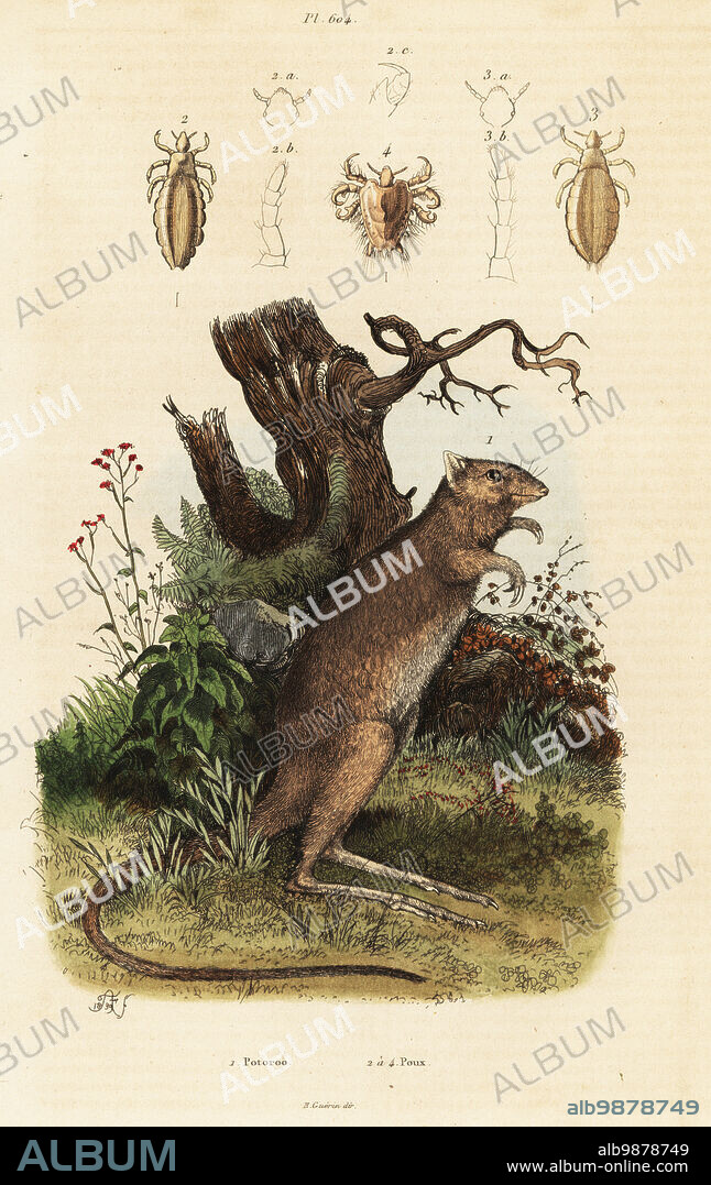 Long-footed potoroo, Potorous longipes (White's potoroo, Hypsiprymnus minor) 1, and lice species 2-4. Potoroo, Poux. Handcoloured steel engraving after an illustration by Adolph Fries from Felix-Edouard Guerin-Meneville's Dictionnaire Pittoresque d'Histoire Naturelle (Picturesque Dictionary of Natural History), Paris, 1834-39. .
