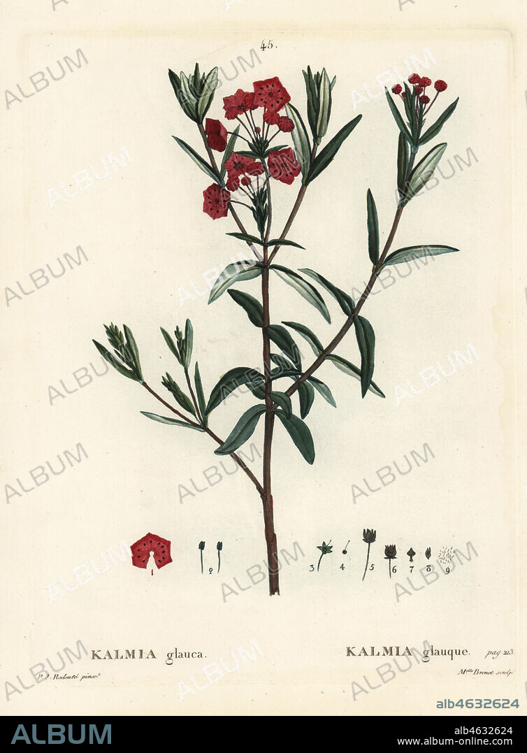 Bog laurel, Kalmia polifolia (Kalmia glauca). Handcoloured stipple engraving by Mlle. Brenet after an illustration by Pierre-Joseph Redoute from Henri Louis Duhamel du Monceau's Traite des Arbres et Arbustes, Paris, 1804-1819.