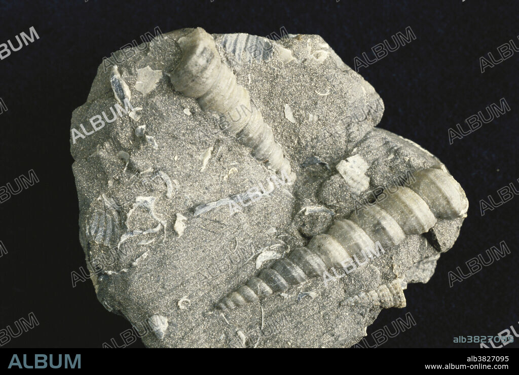 Turritella, a screw-shaped mollusk with numerous whorls and spiral ribbing, found burrowed into seabeds from the Cretaceous Period to recent times. 50 mm long.